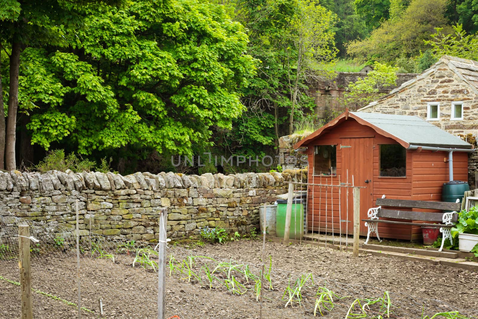 Vegetable garden in rural England with a wooden shed