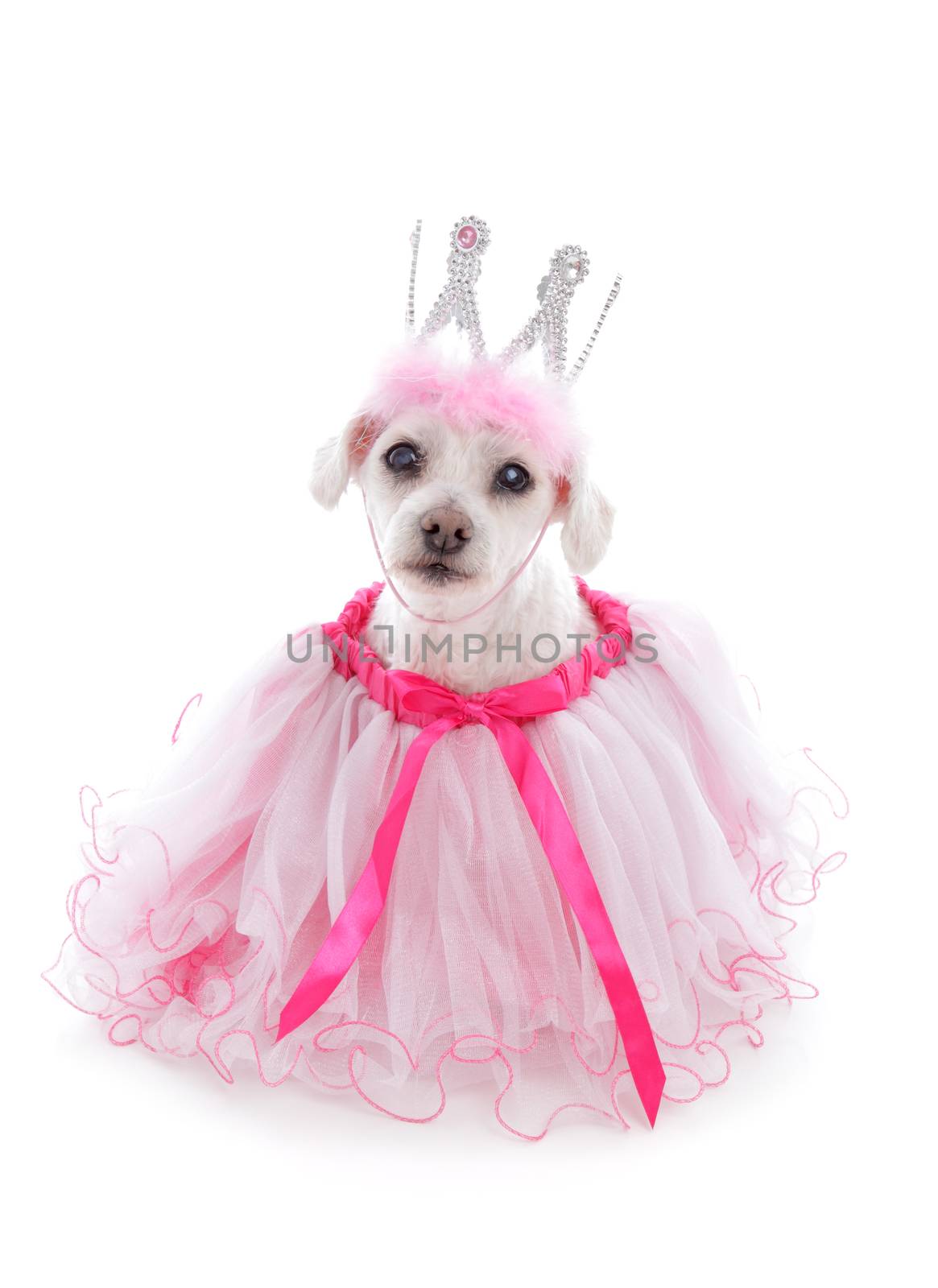 Pampered princess pooch wearing a pale pink tulle dress and bejewelled crown.  Party, halloween, etc.  White background.
