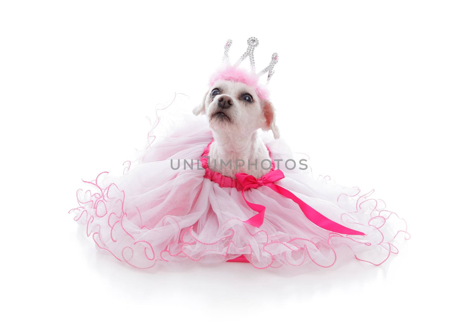 Pampered pet dog wearing a princess tiara and pretty soft pink frilled tulle dress with pink ribbon.  Looking up with anticipation.  White background