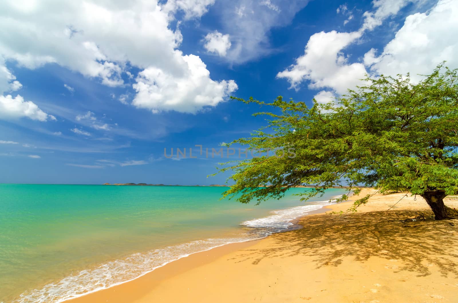 Deserted tropical beach in Pusheo in La Guajira, Colombia with a single solitary tree