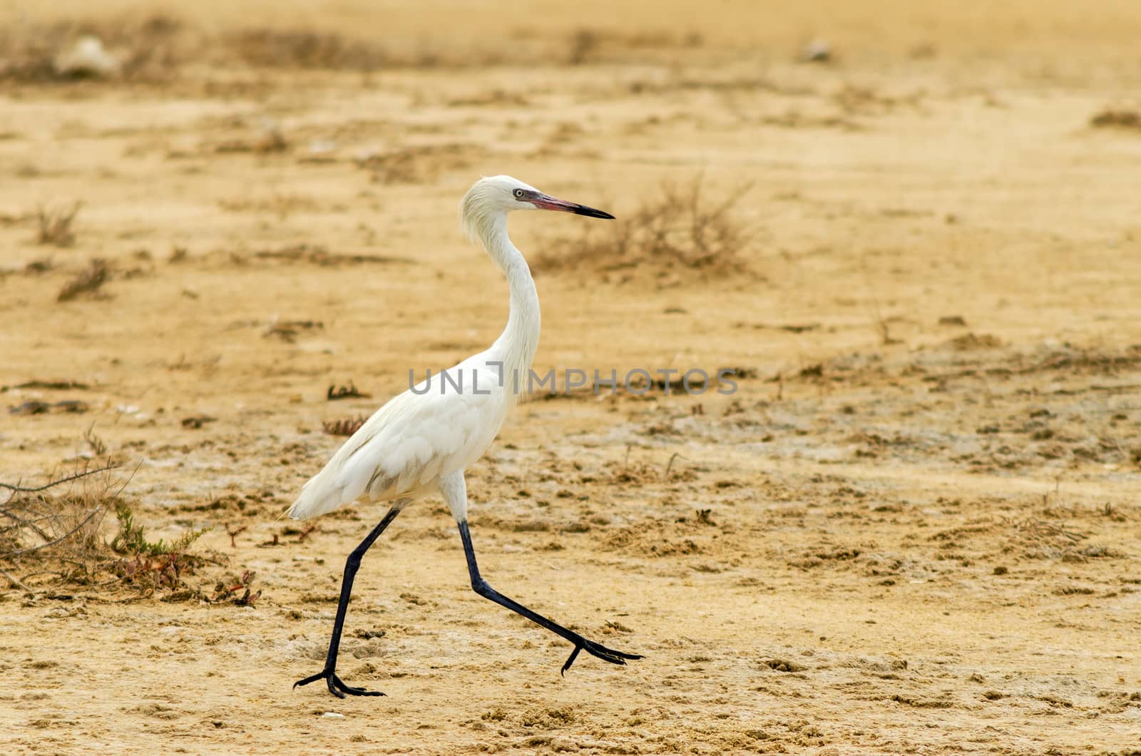 Great Egret walking in a dry landscape in La Guajira, Colombia