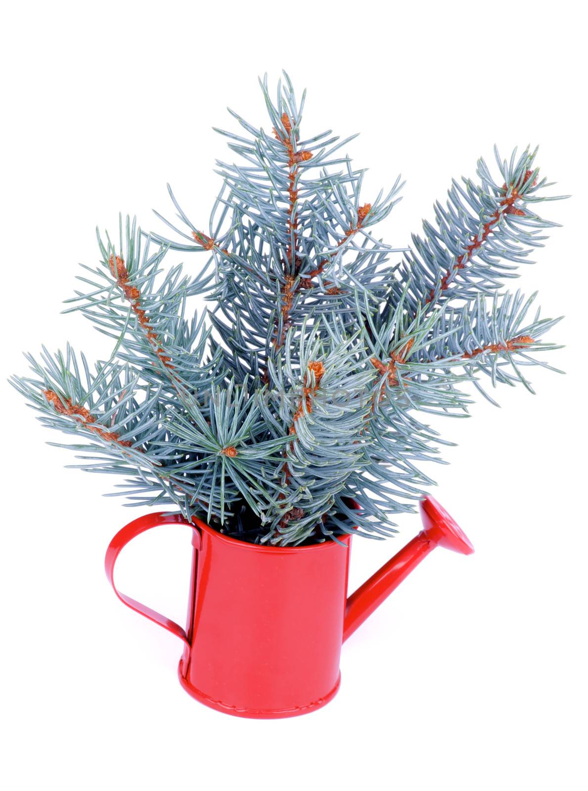 Bunch of Blue Spruce Branches with Little Fir Cones in Red Watering-can isolated on white background