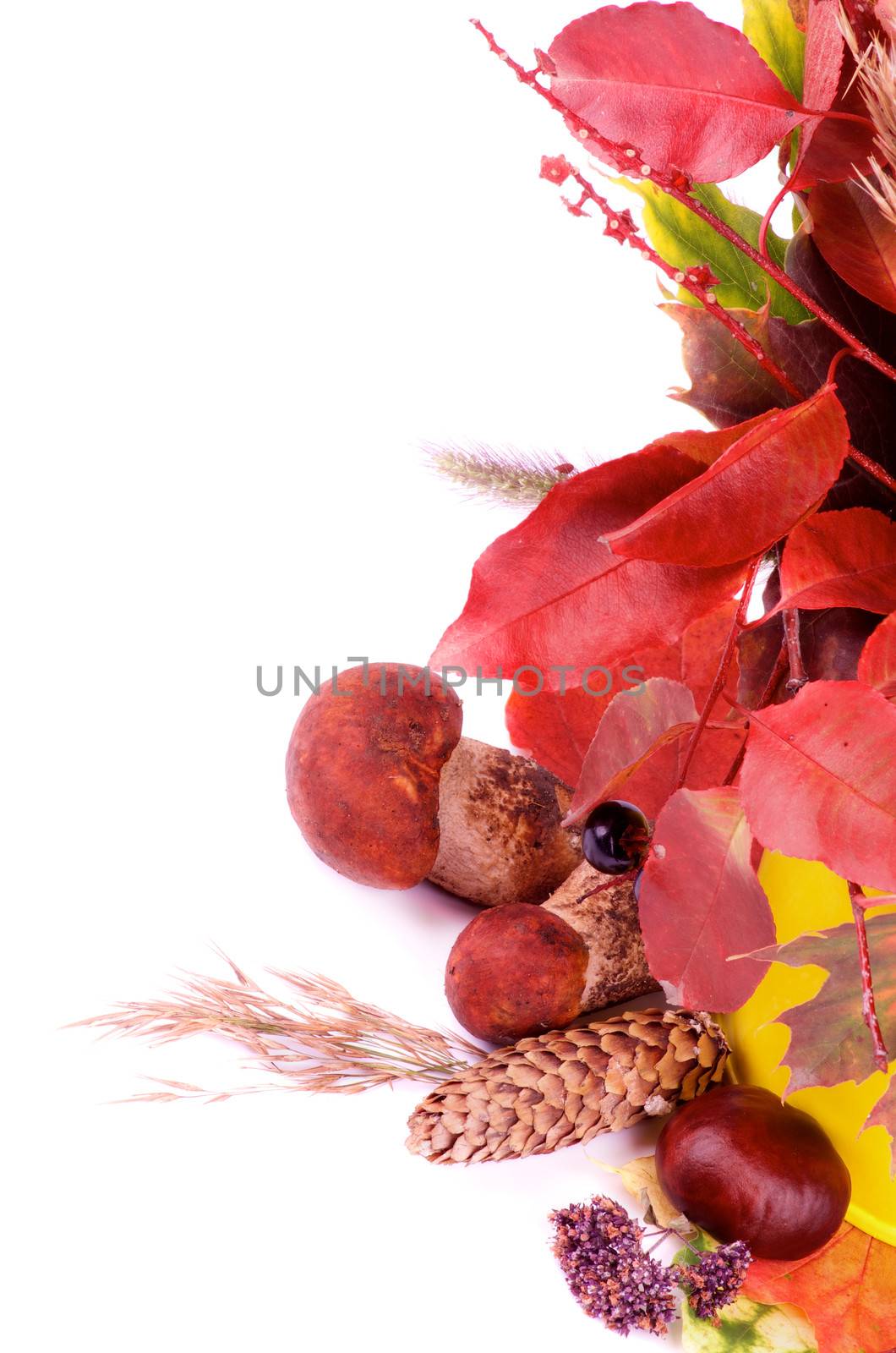 Frame of of Autumn Maple Leafs, Sambucus Nigra Leafs, Dry Grass, Fir Cones, Berries and Forest Mushrooms isolated on white background