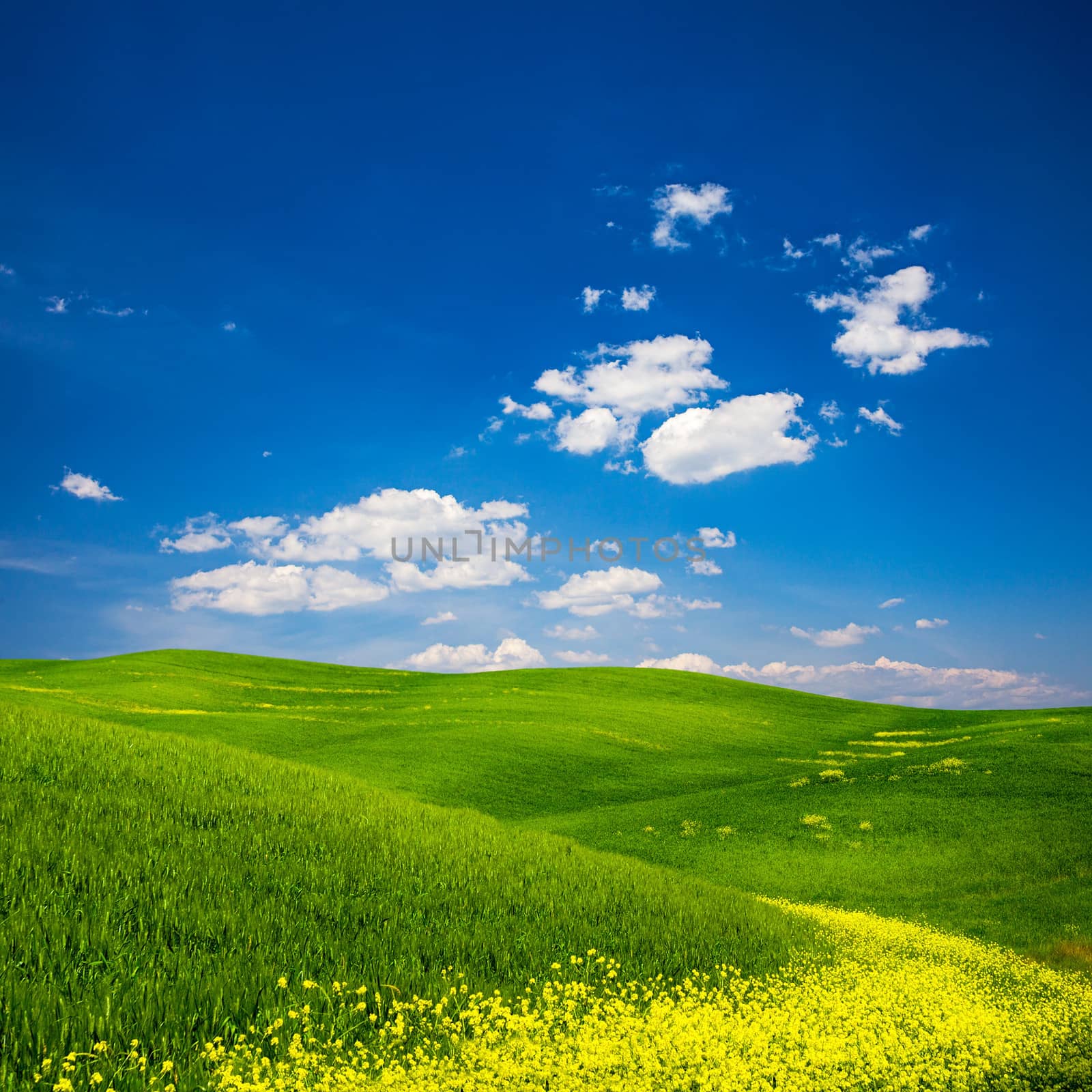 Beautiful view of a green field with yellow flowers in Tuscany, Italy.