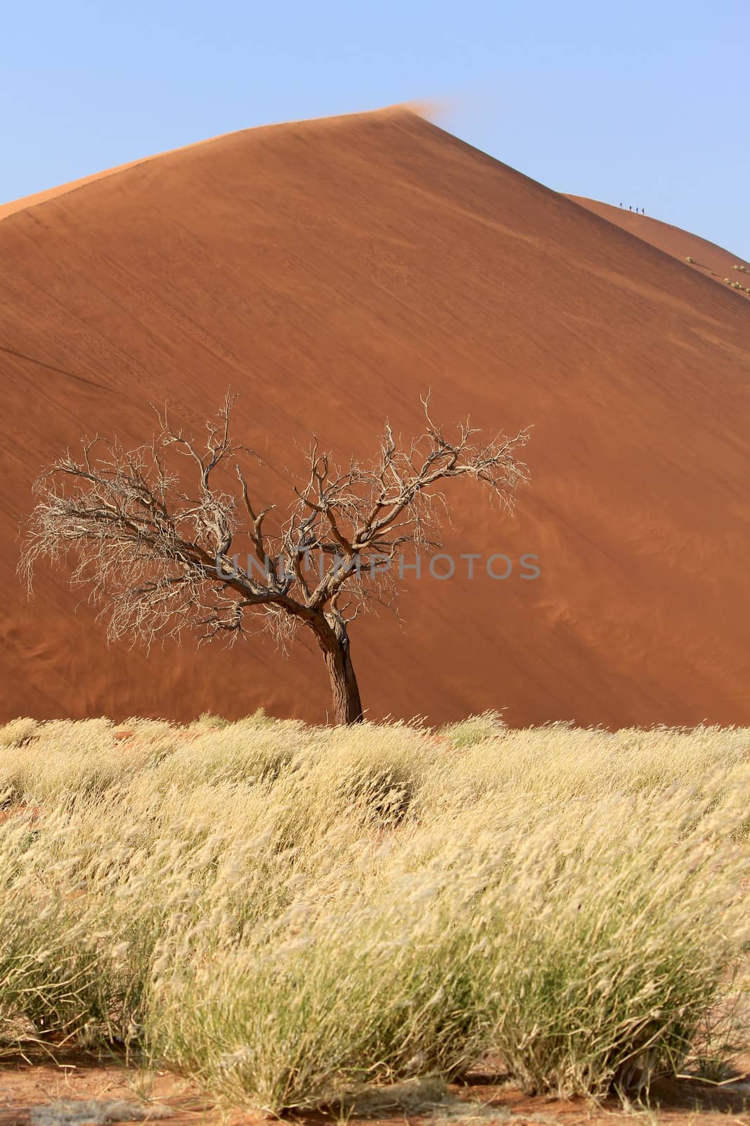 Sossusvlei sand dunes landscape in the Nanib desert near Sesriem, Namibia 