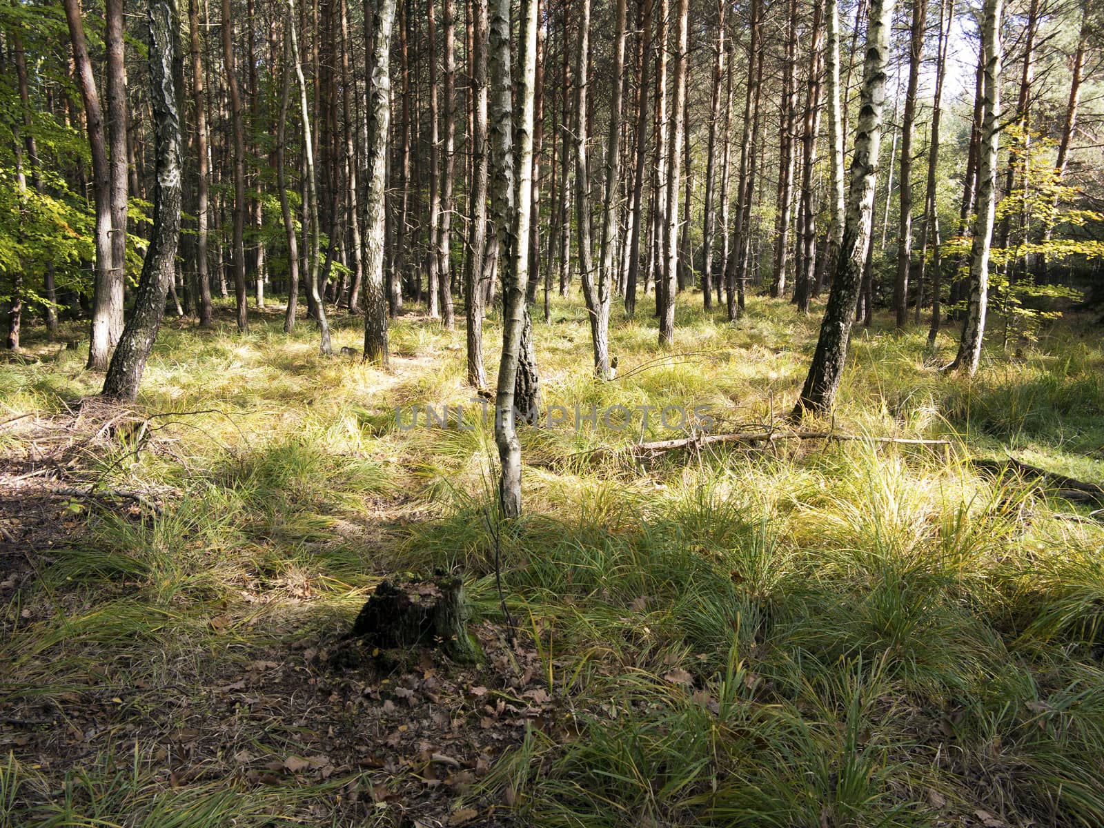 Image of the birch and pine grove