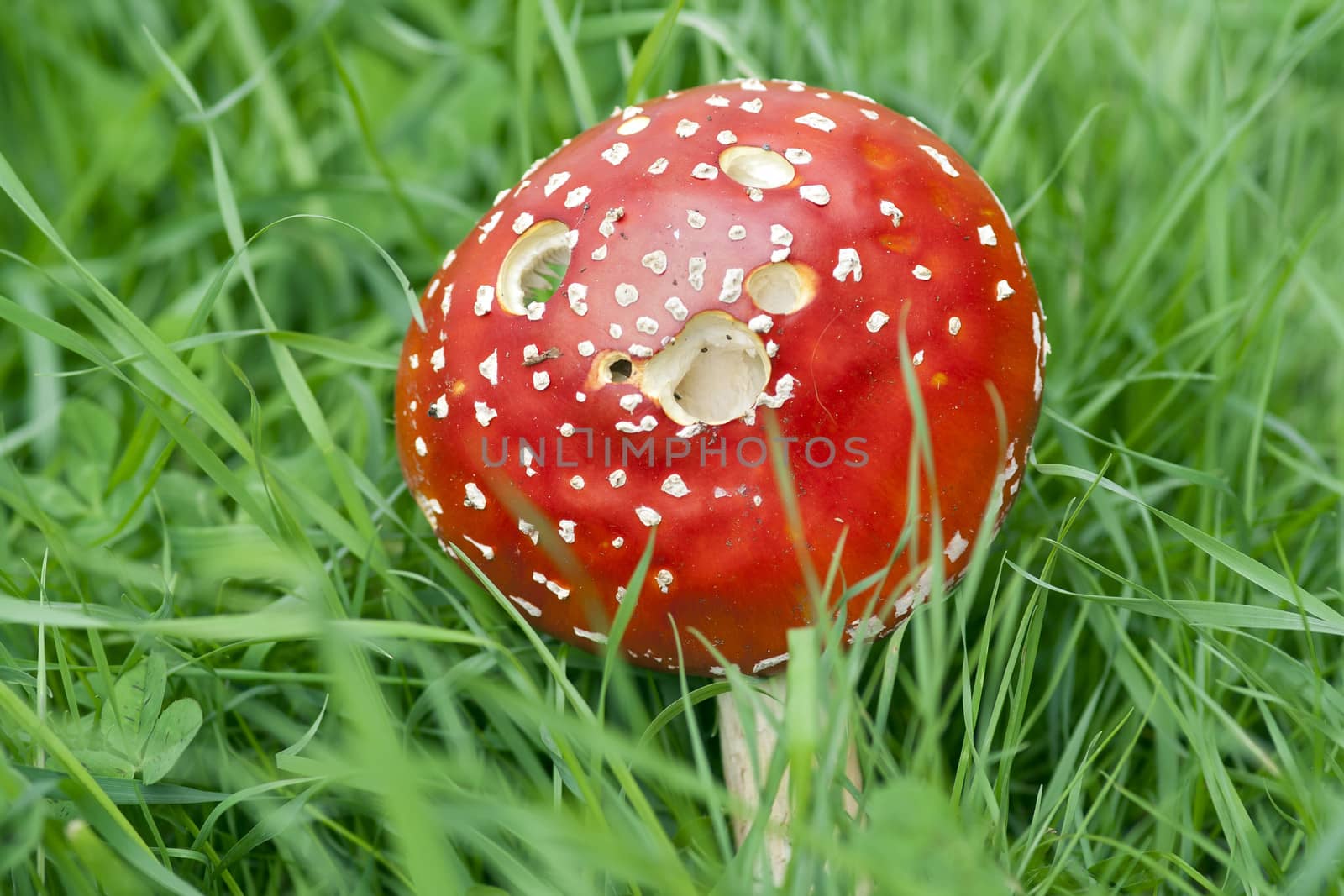 Detail of the fly poison amanita - amanita muscaria - poisonous mushroom