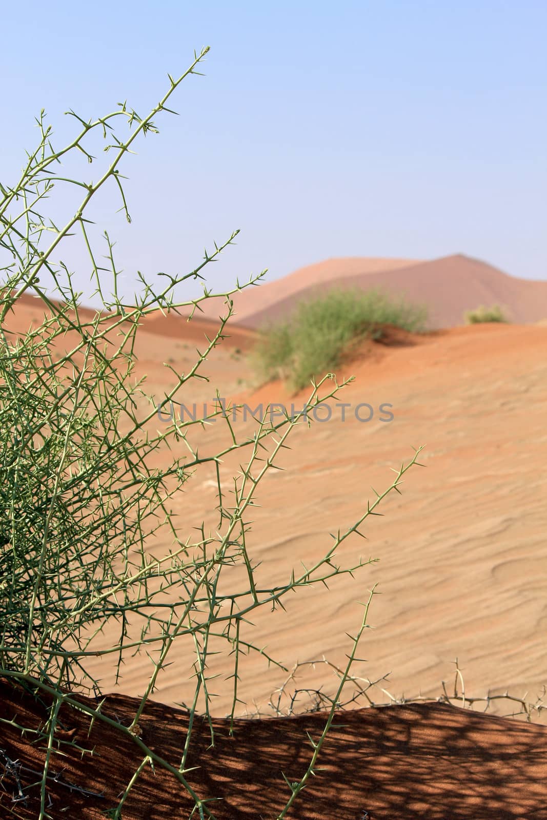 Xerophytic plant (Acanthosicyos horrida) in the sandy Namib Dese by ptxgarfield