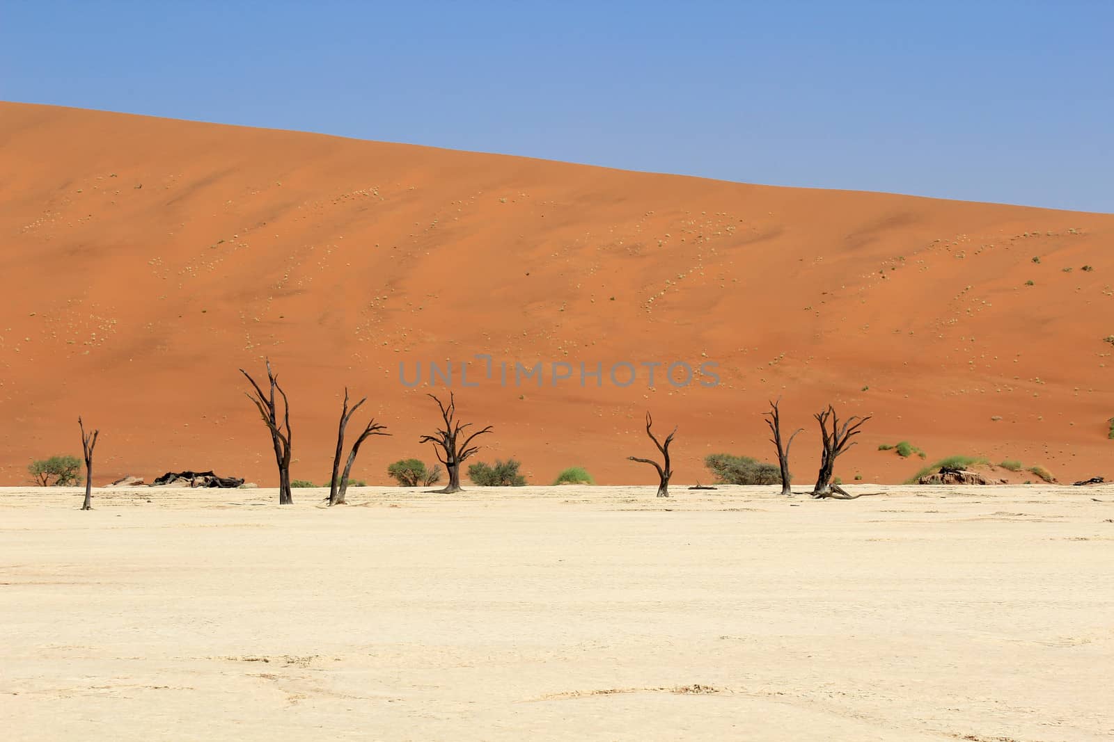 Sossusvlei dead valley landscape in the Nanib desert near Sesrie by ptxgarfield