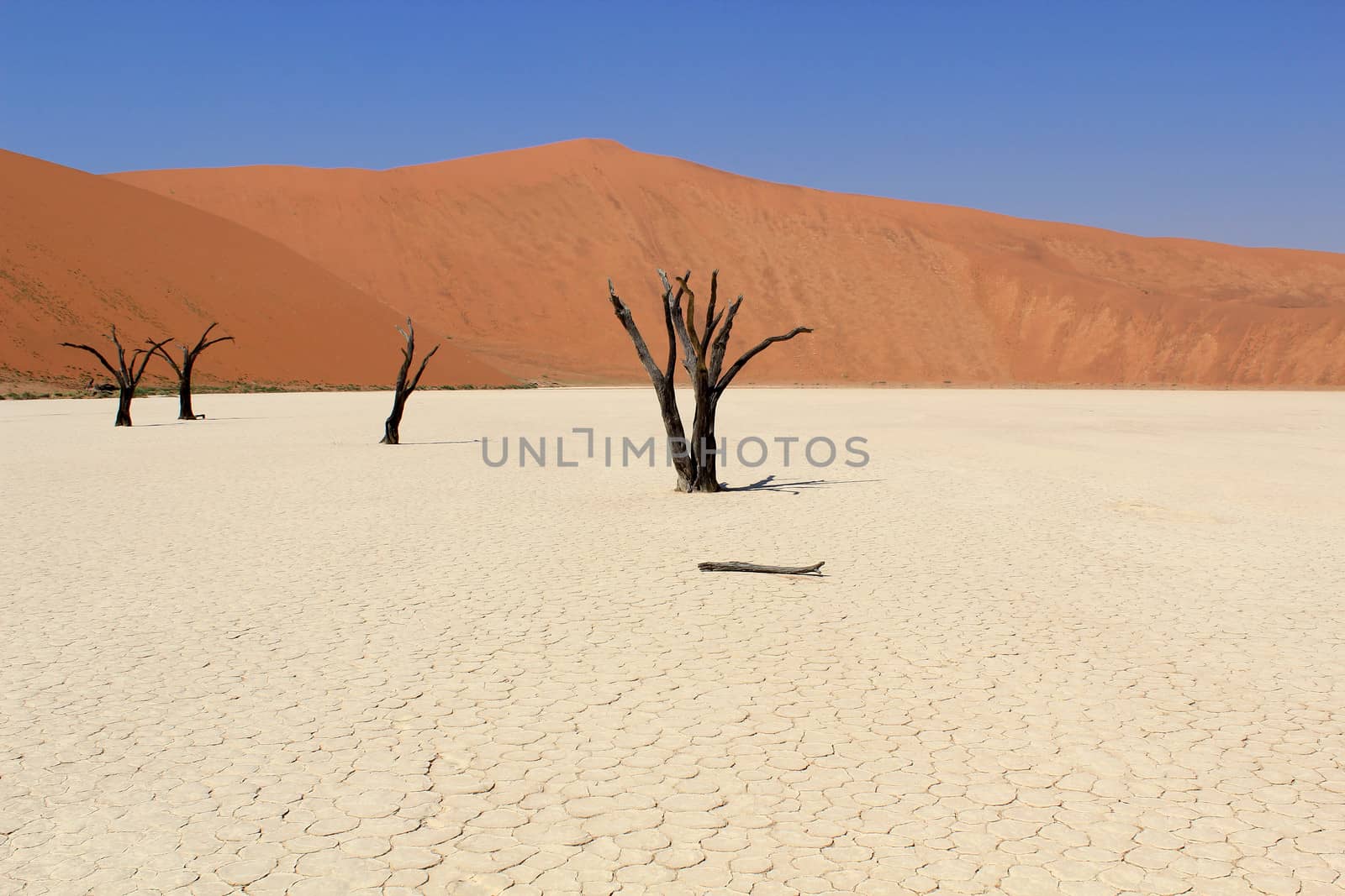 Sossusvlei dead valley landscape in the Nanib desert near Sesriem, Namibia 