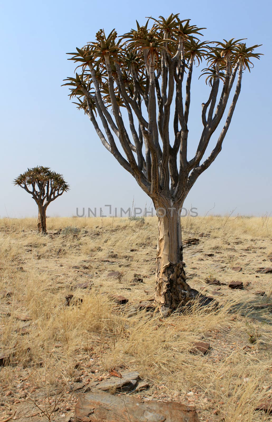 Quiver tree (Aloe dichotoma) in the Namib desert landscape by ptxgarfield