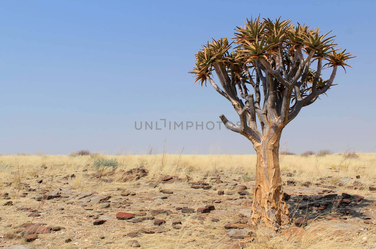 Quiver tree (Aloe dichotoma) in the Namib desert landscape. Namibia