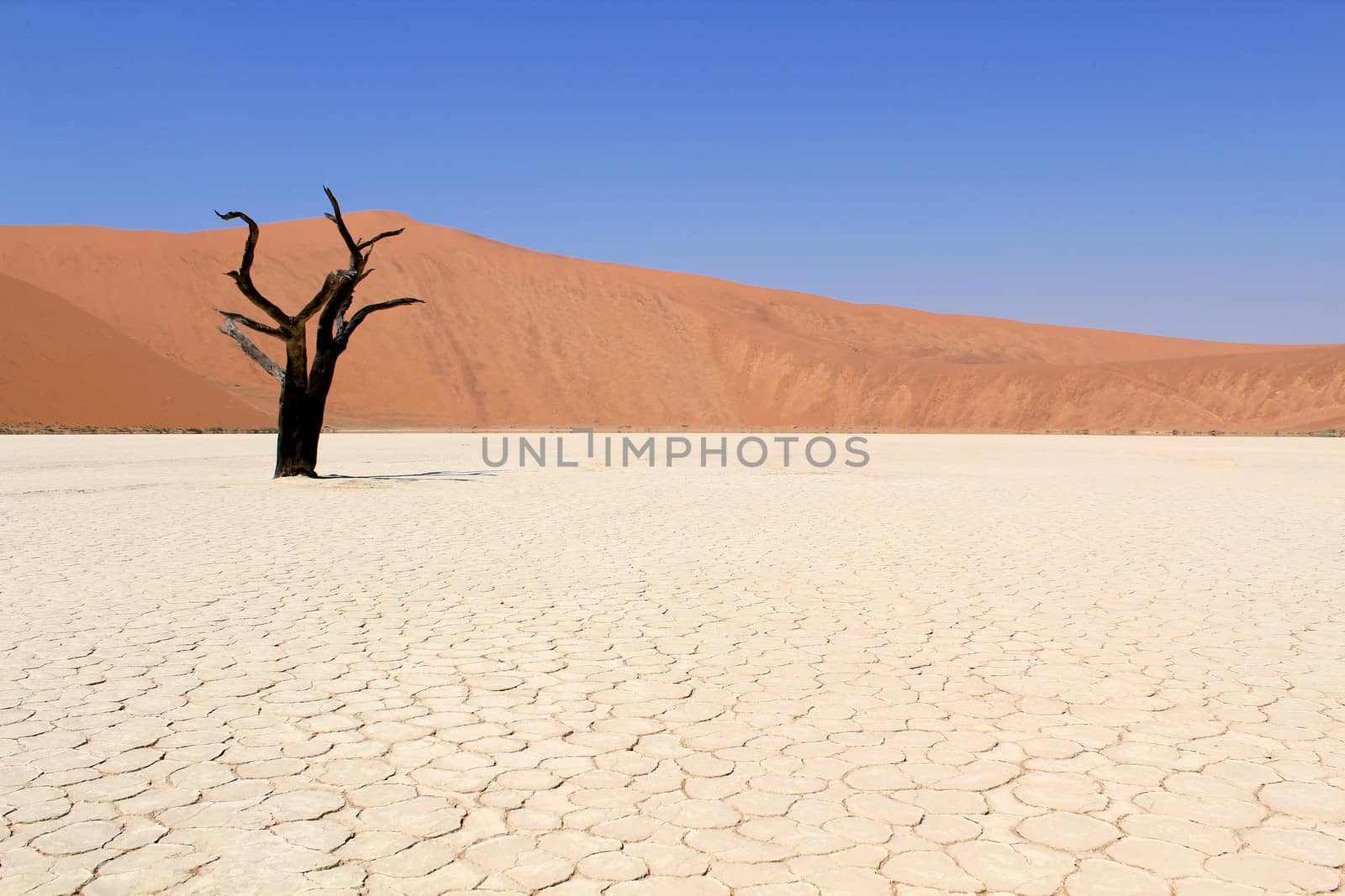 Sossusvlei dead valley landscape in the Nanib desert near Sesrie by ptxgarfield