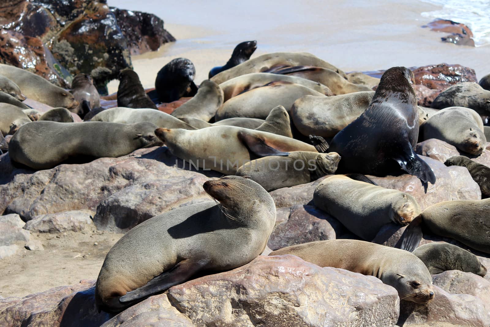 Colony of seals at Cape Cross Reserve, Atlantic Ocean coast in Namibia.