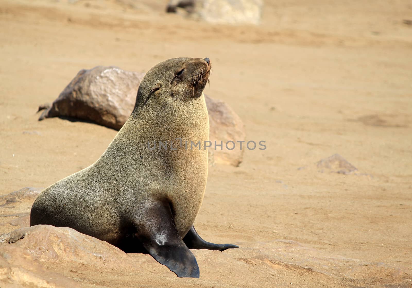 Colony of seals at Cape Cross Reserve, Atlantic Ocean coast in Namibia.