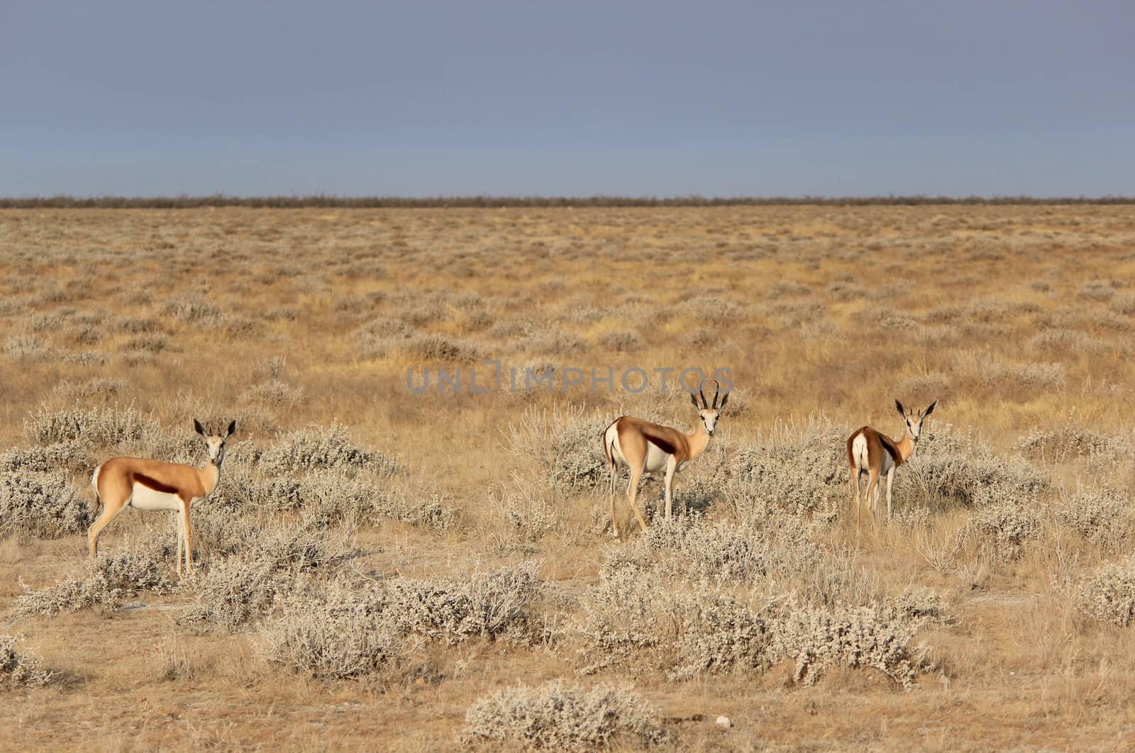 Springbok (Antidorcas Marsupialis ), Etosha National Park, Namibia, Southern Africa