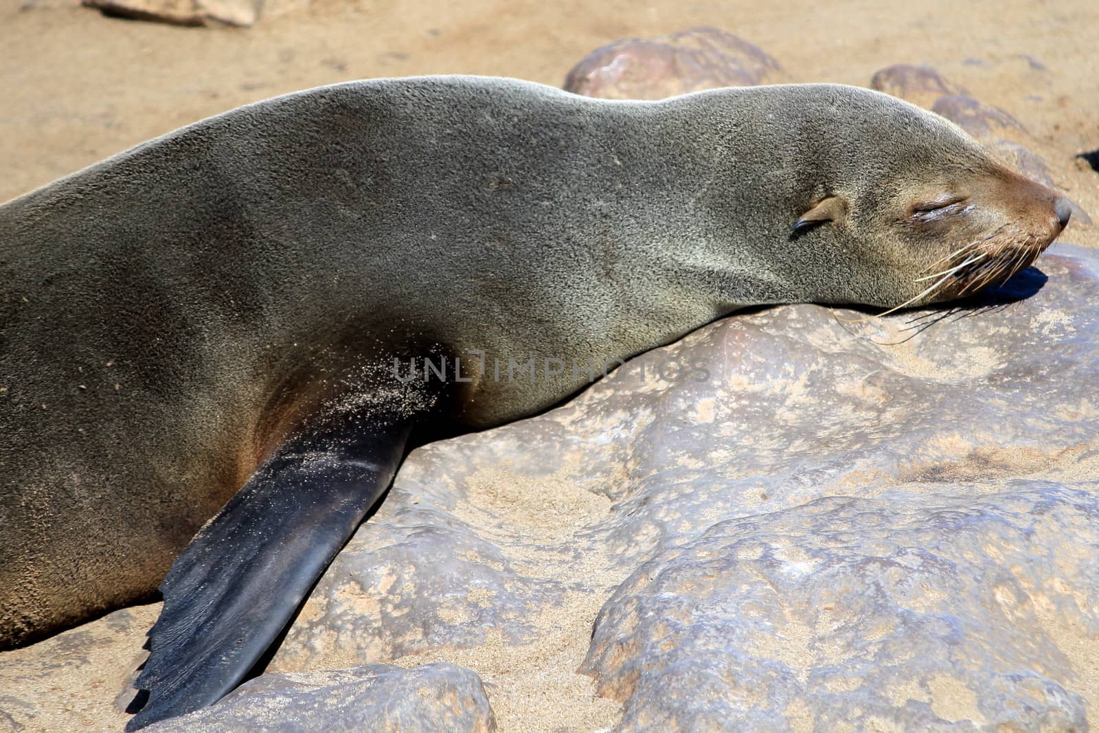 Colony of seals at Cape Cross Reserve, Atlantic Ocean coast in Namibia.