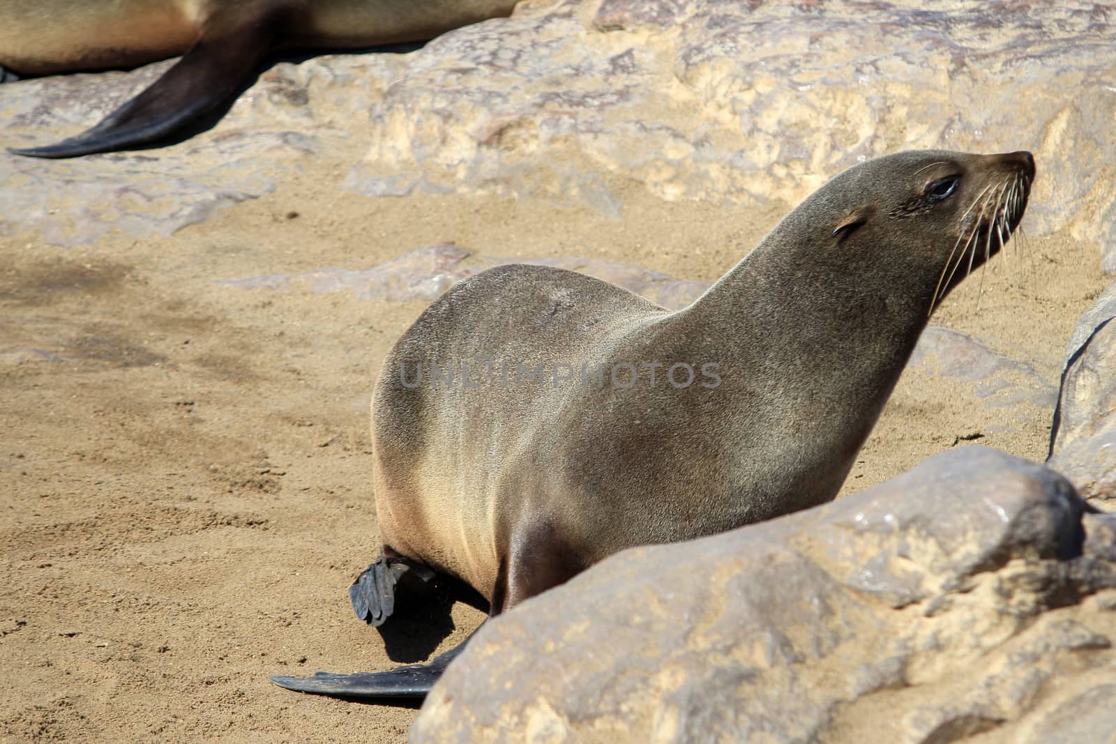 Colony of seals at Cape Cross Reserve, Atlantic Ocean coast in Namibia.