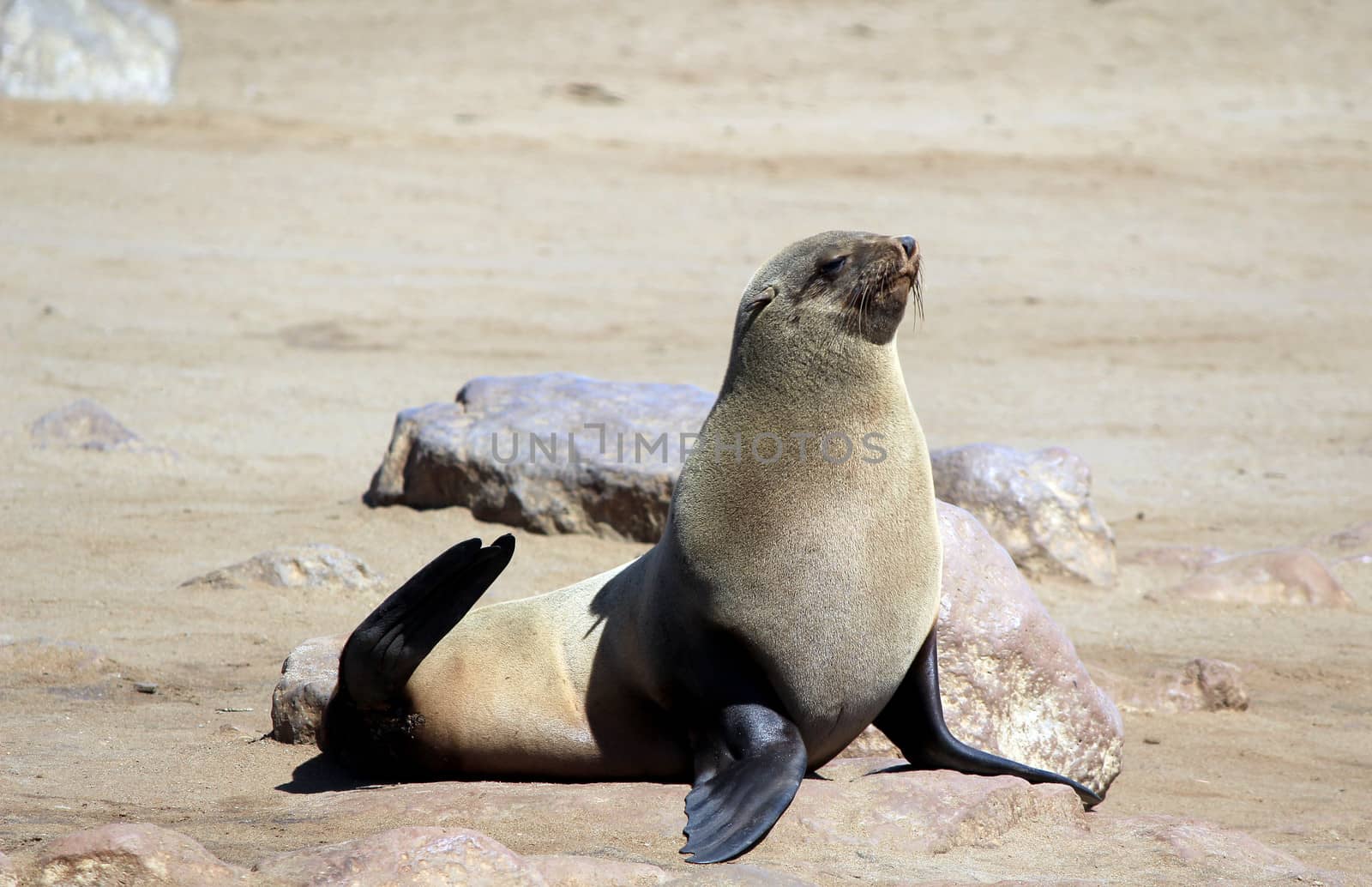 Colony of seals at Cape Cross Reserve, Atlantic Ocean coast in Namibia.