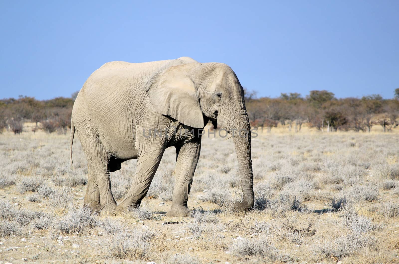 African elephant bull in Etosha Wildlife Reserve by ptxgarfield