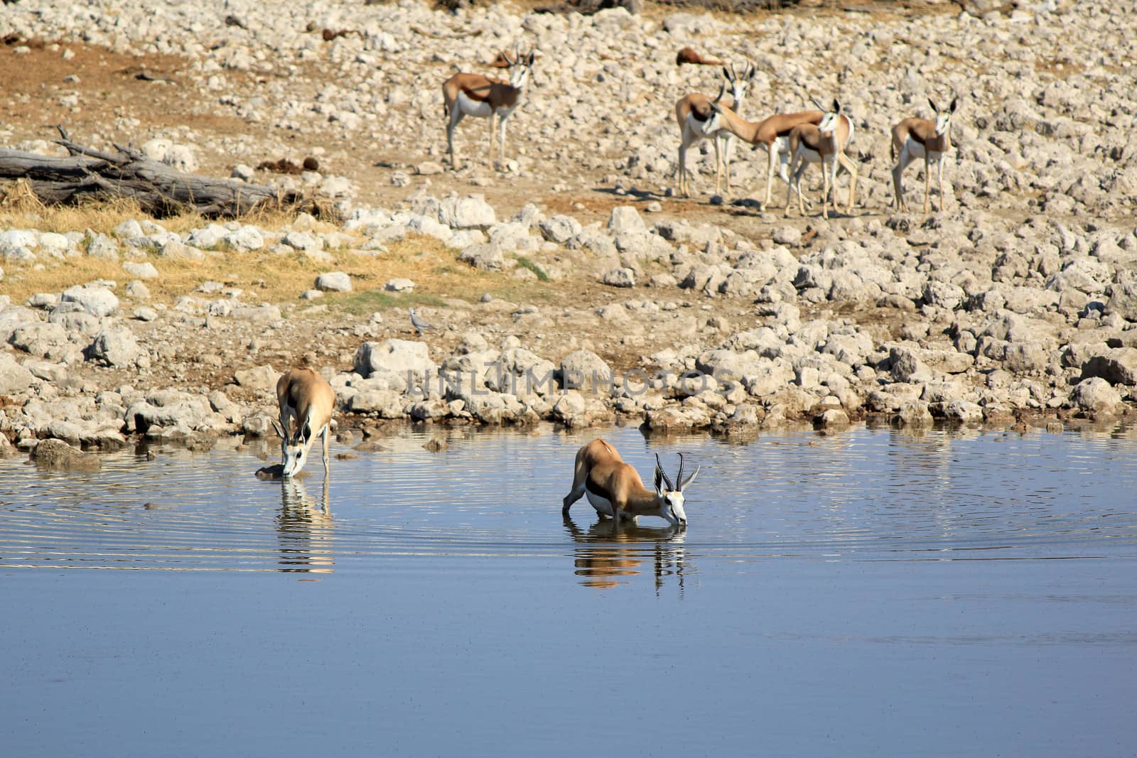 Springbok (Antidorcas Marsupialis), Etosha National Park, Namibia, Southern Africa