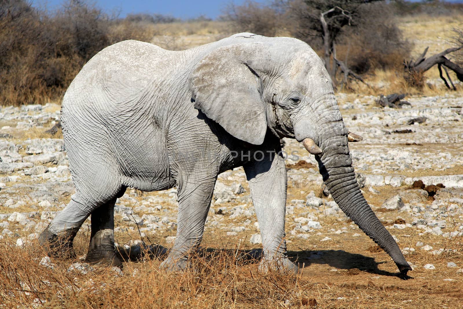 African elephant bull in Etosha Wildlife Reserve by ptxgarfield