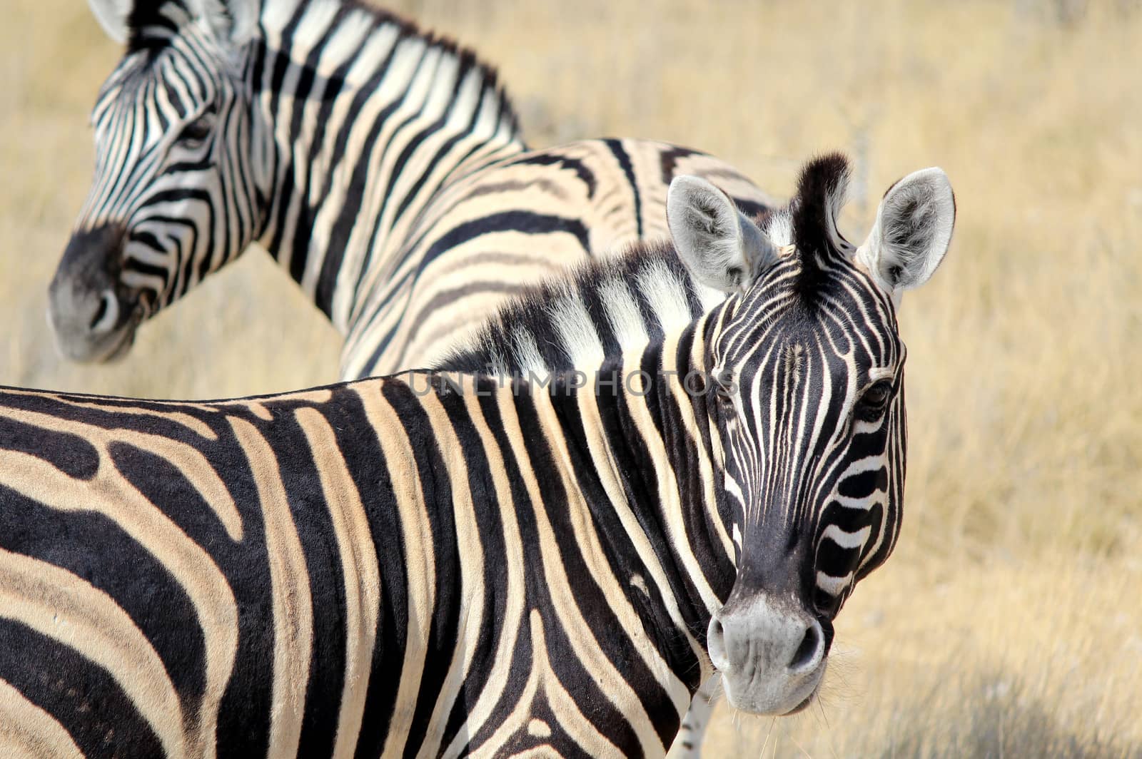 Herd of Burchell�s zebras in Etosha wildpark by ptxgarfield