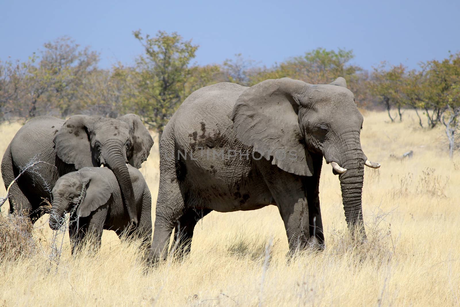 African elephant bull in Etosha Wildlife Reserve, Namibia 