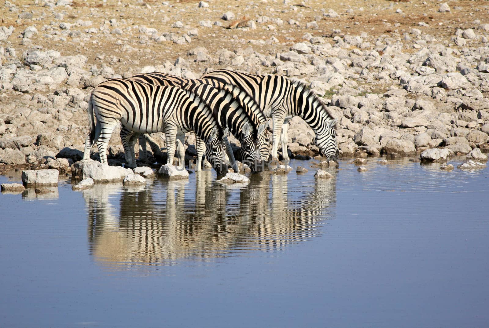 Herd of Burchell�s zebras drinking water in Etosha wildpark, Okaukuejo waterhole. Namibia