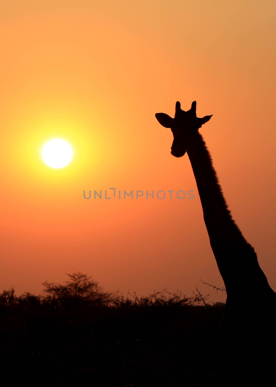 Giraffe in Etosha national reserve, Namibia 