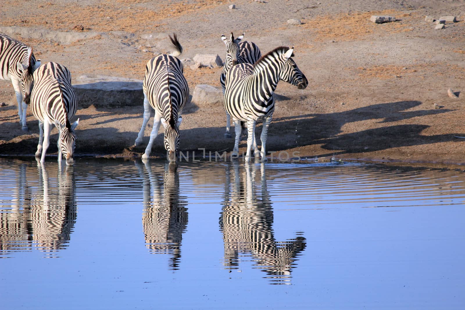 Herd of Burchells zebras drinking water in Etosha wildpark, Okaukuejo waterhole. Namibia