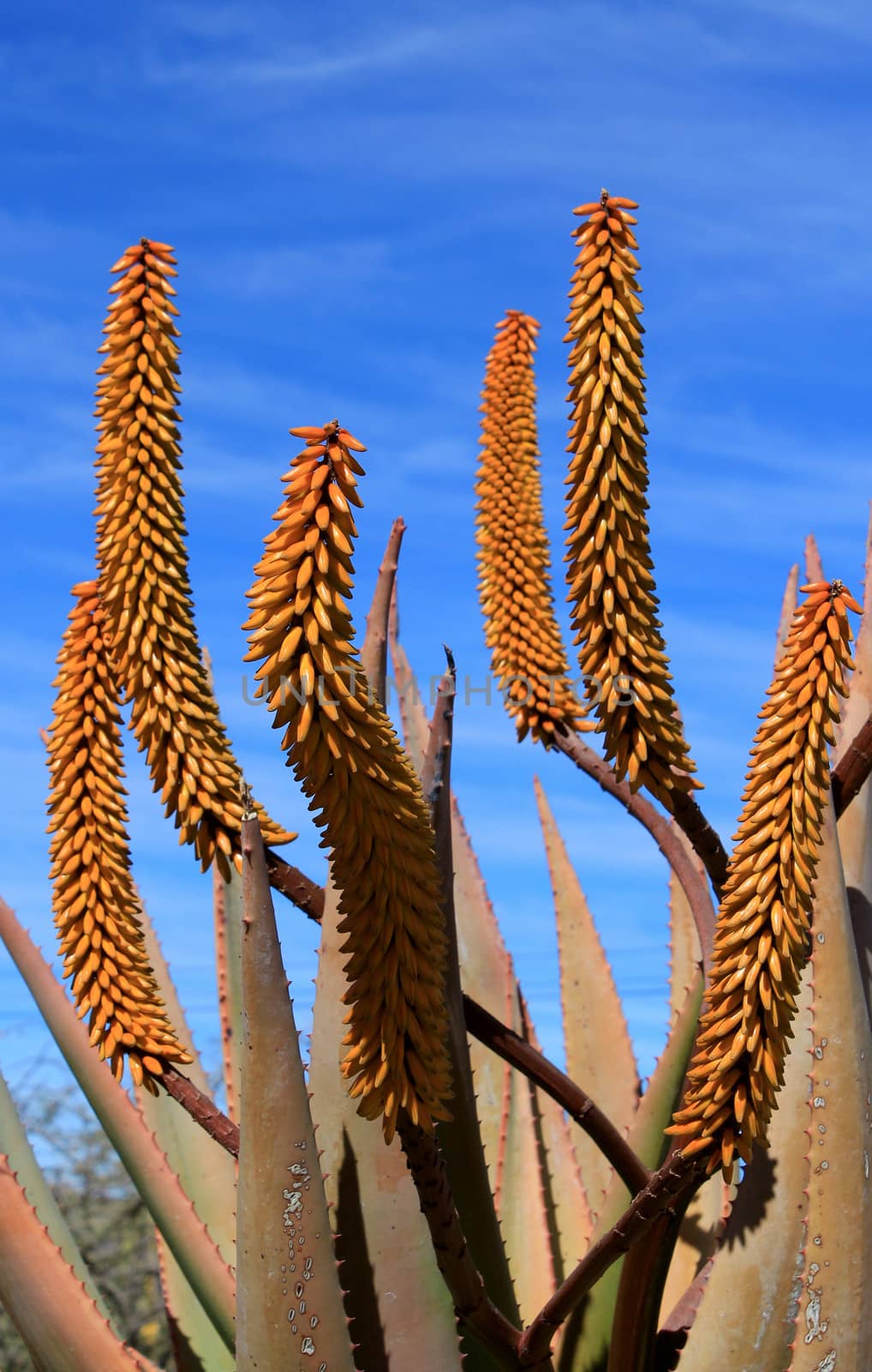 Aloe Ferox plant detail (Species distributed throughout a large area along the eastern regions of Southern Africa)