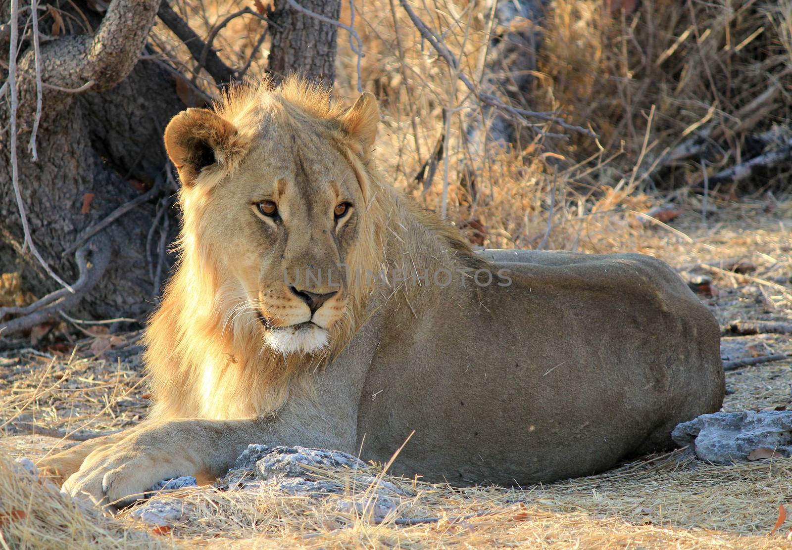 Young male lion (Panthera leo) lying in the grass, Etosha National Park, Namibia 