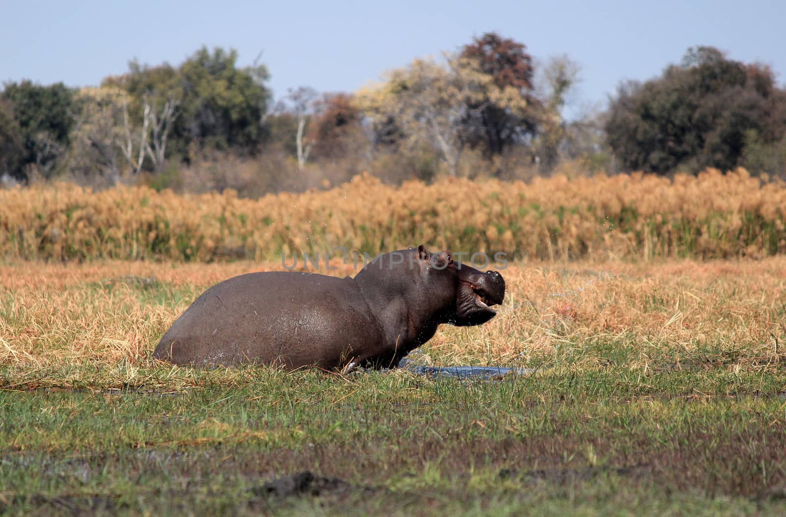 Wild hippopotamus in waterhole, Mahango game park, Namibia