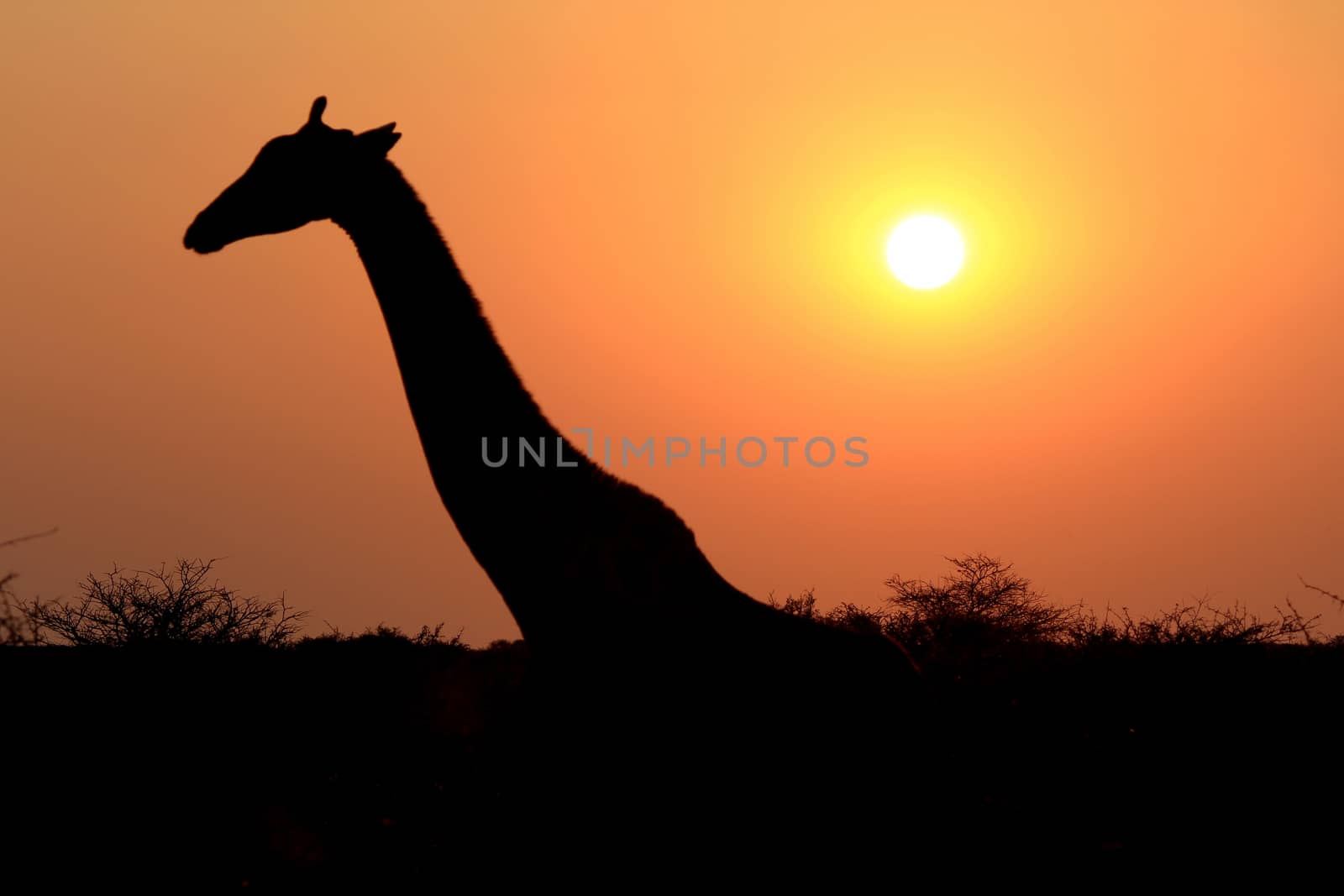 Giraffe in Etosha national reserve  by ptxgarfield