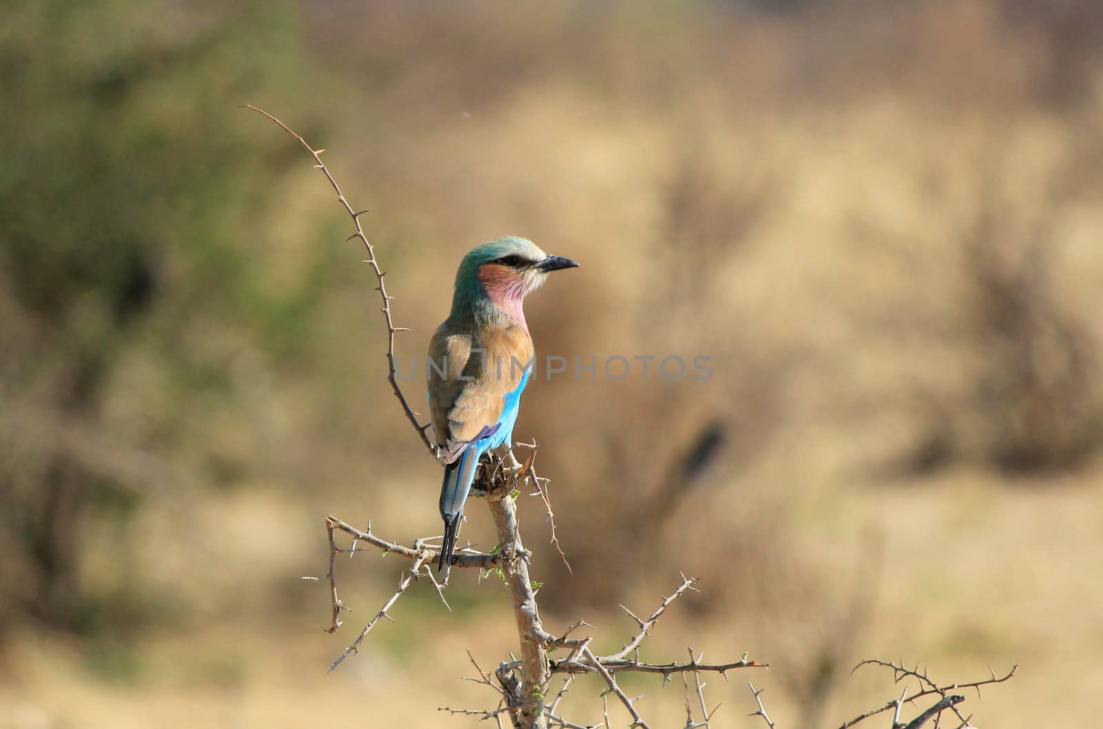 Lilac-breasted Roller, (Coracias caudatus), Etosha National Park. Namibia