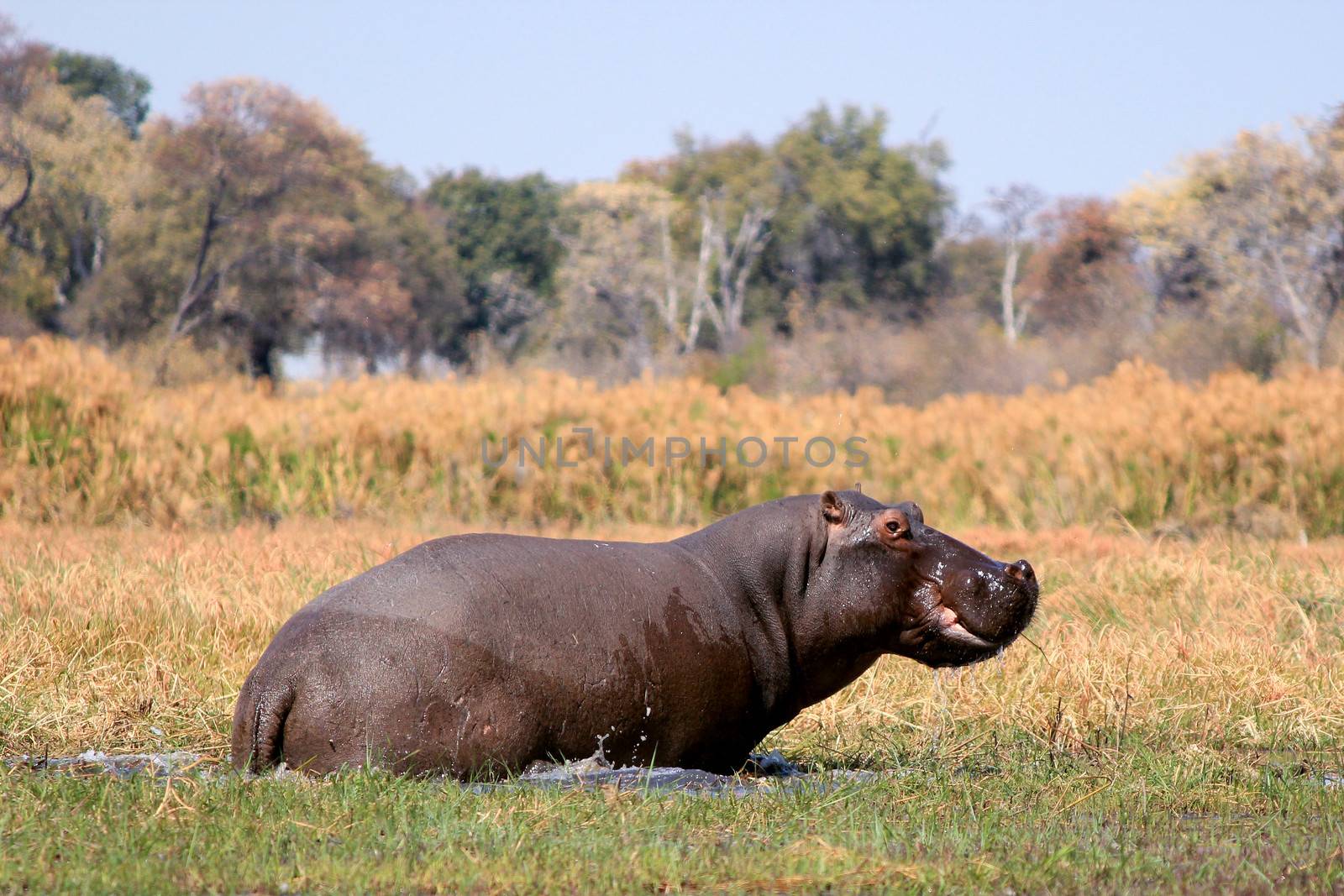 Wild hippopotamus in waterhole, Mahango game park, Namibia