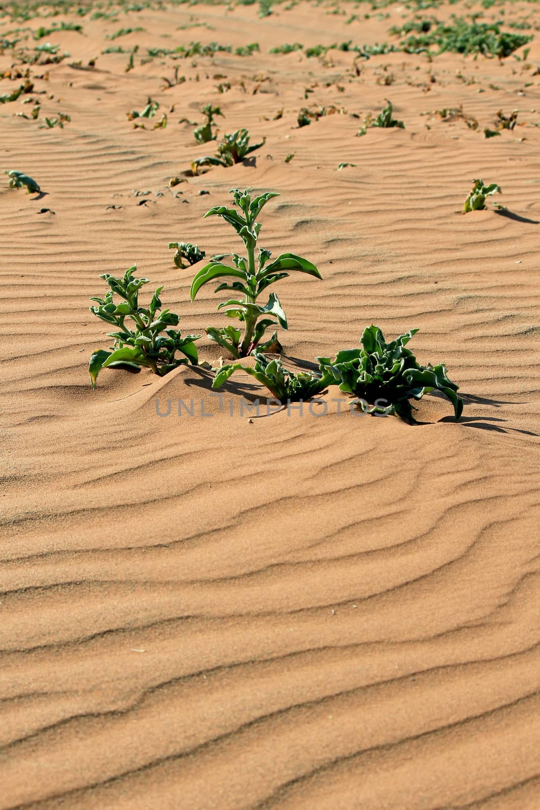 Xerophytic plant in the sandy Namib Desert. South African Plateau, Central Namibia