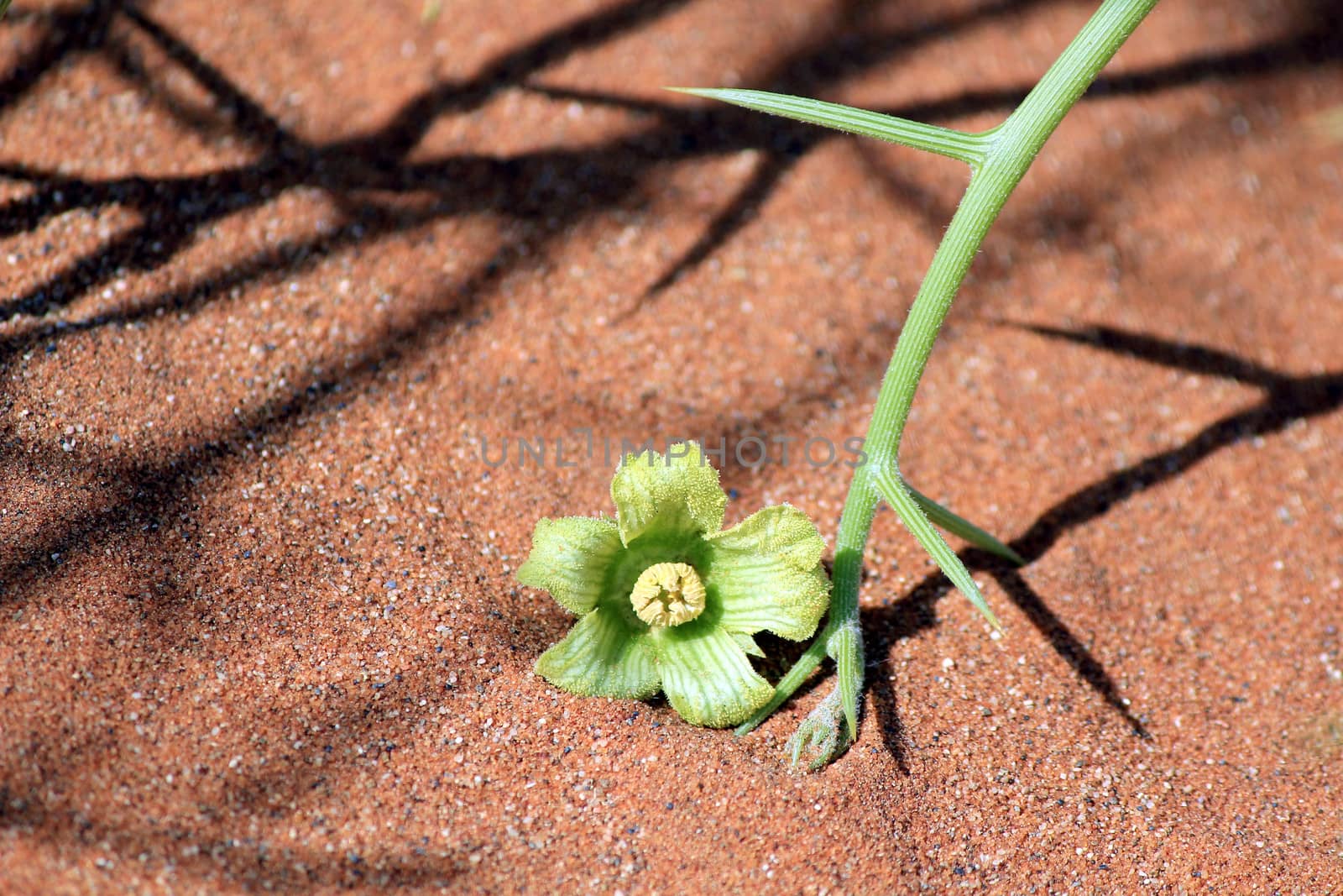 "Nara" Xerophytic plant flower detail (Acanthosicyos horrida) in the sandy Namib Desert. South African Plateau, Central Namibia