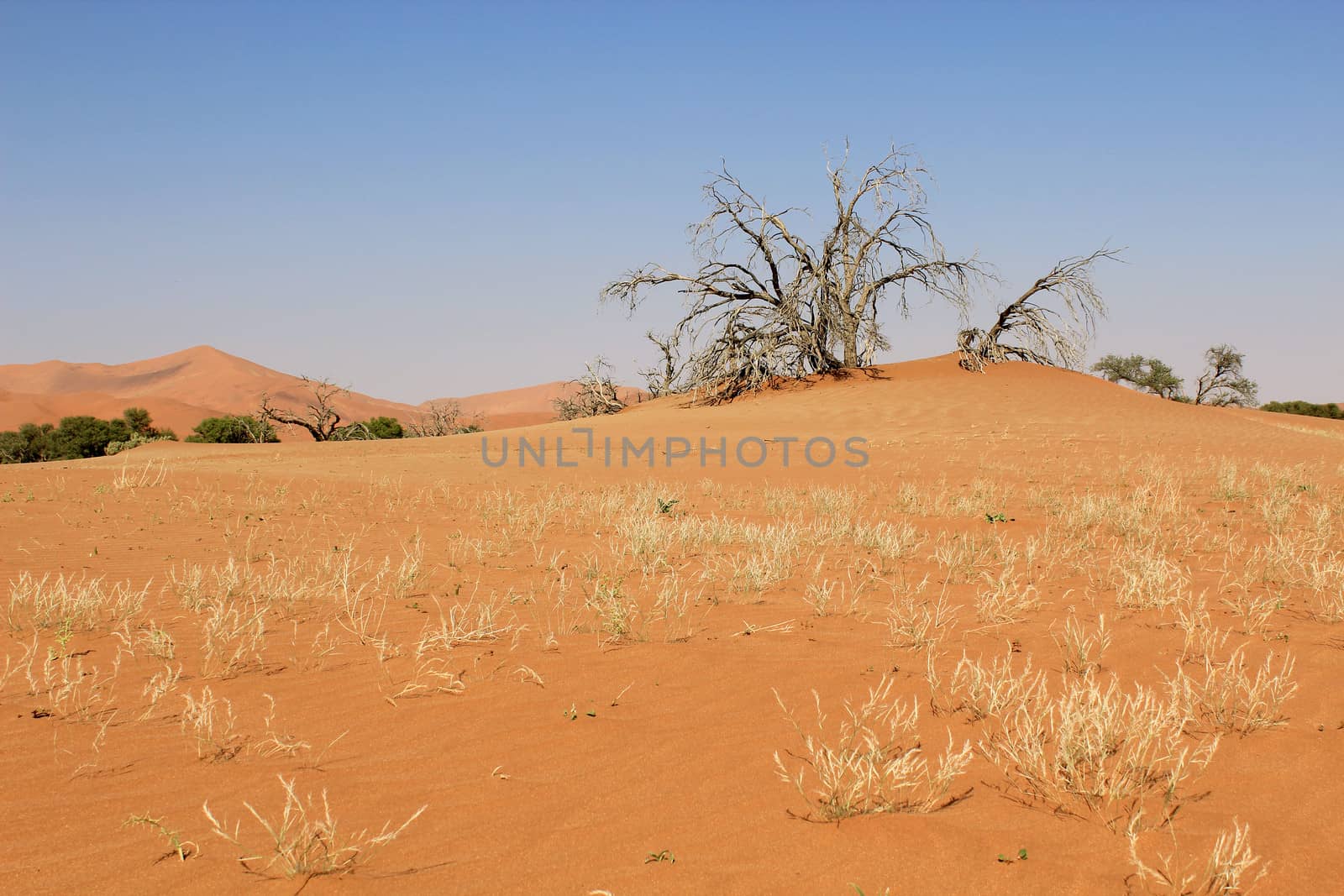 Sossusvlei sand dunes landscape in the Nanib desert near Sesriem, Namibia 