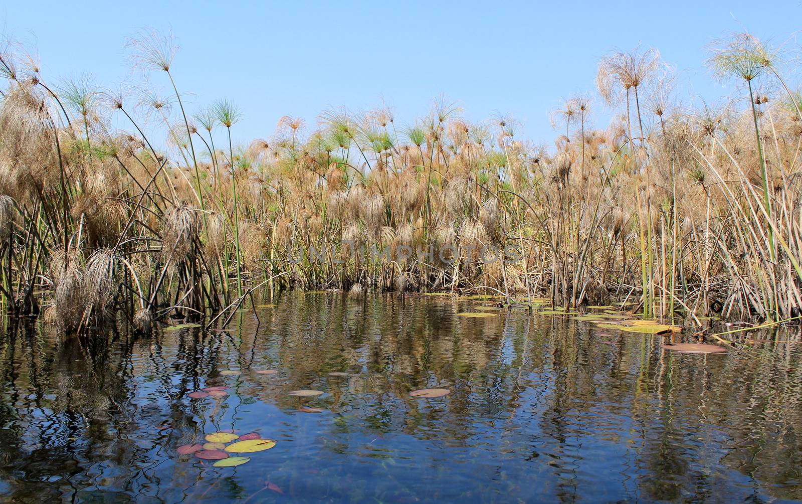 Okavango Delta water and "Cyperus papyrus" plant landscape. North of Botswana.