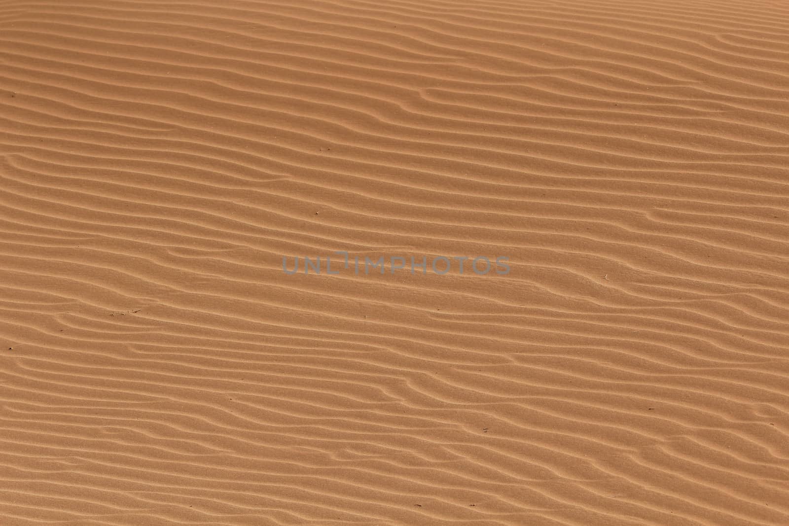 Soil detail, in the Sossusvlei sand dunes, Namib desert. Namibia