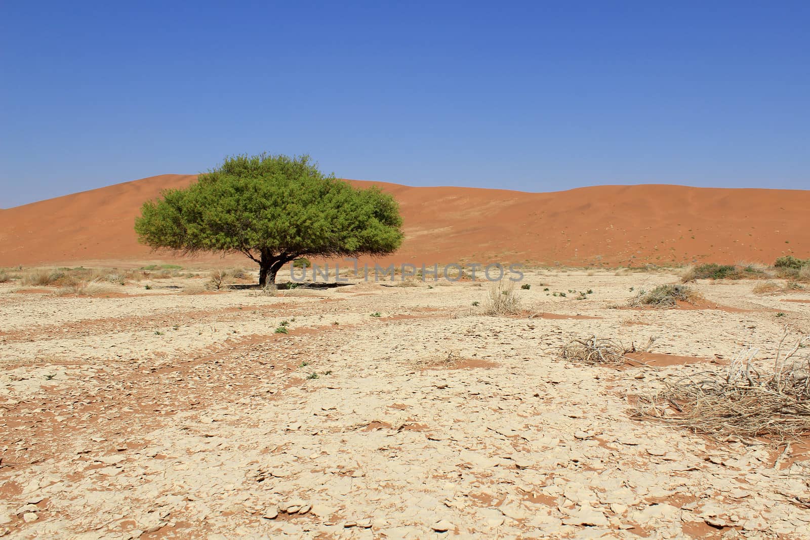 Sossusvlei sand dunes landscape in the Nanib desert near Sesriem, Namibia 