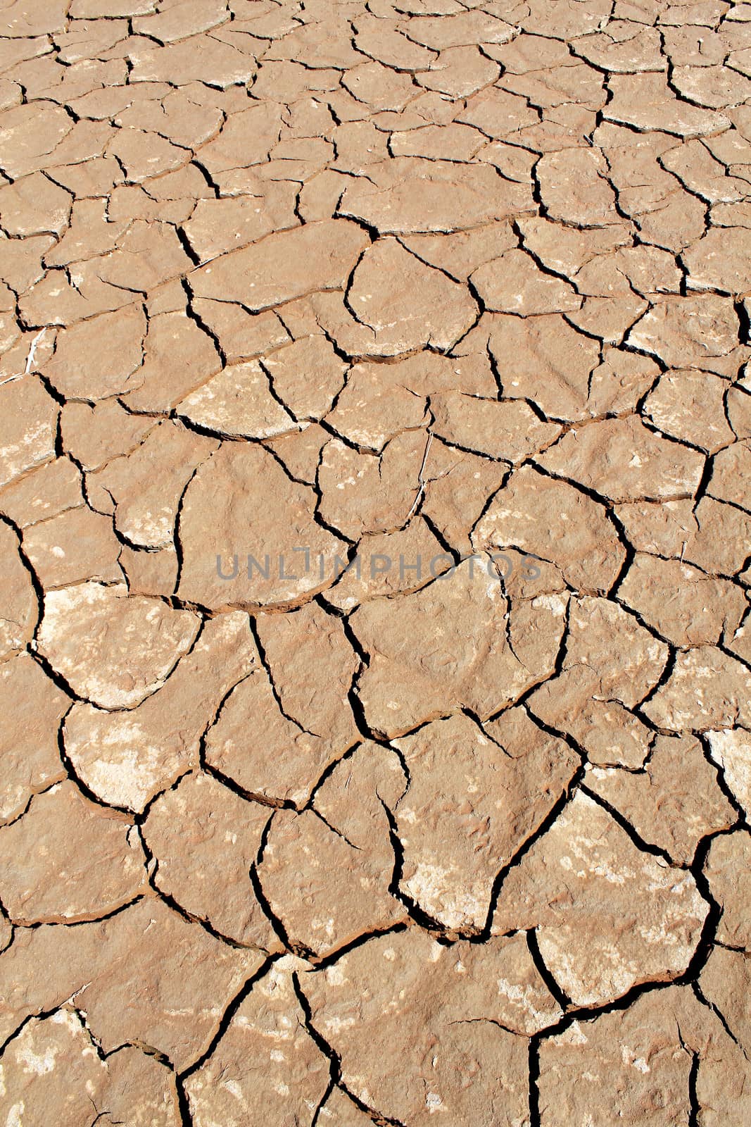 Soil detail of a dry pan, in the Sossusvlei sand dunes, Namib desert. Namibia