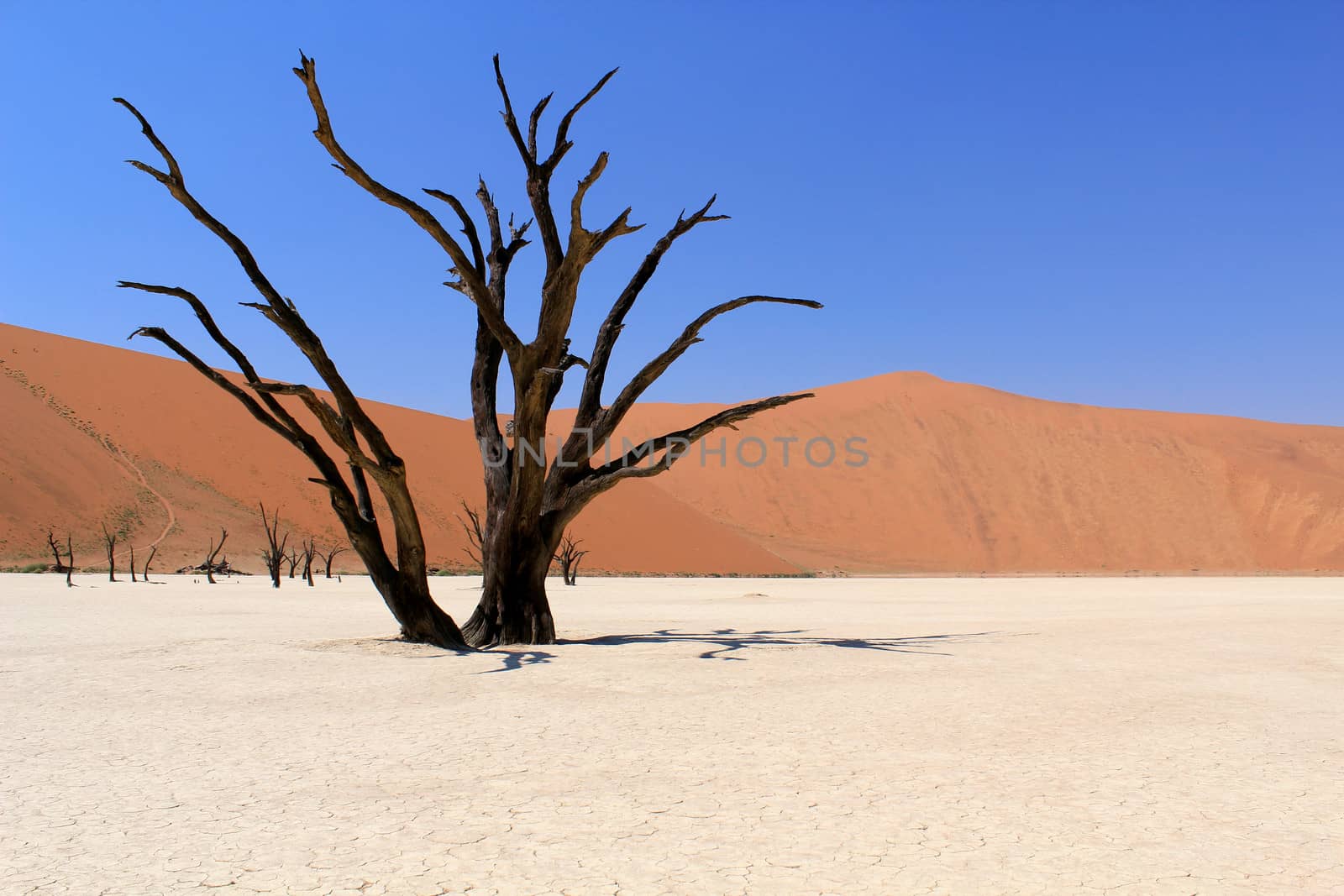 Sossusvlei dead valley landscape in the Nanib desert near Sesriem, Namibia 