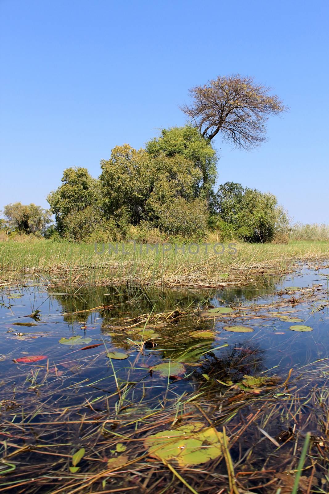 Okavango Delta water and plant landscape. North of Botswana.