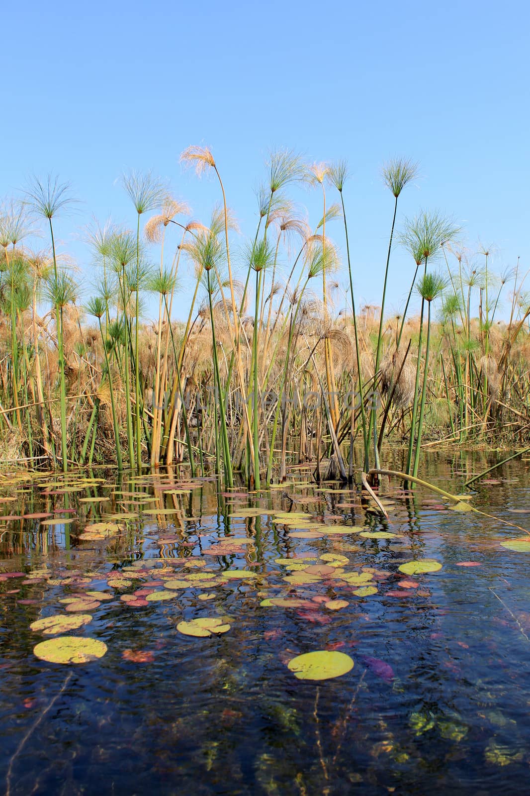 Okavango Delta water and "Cyperus papyrus" plant landscape. North of Botswana.