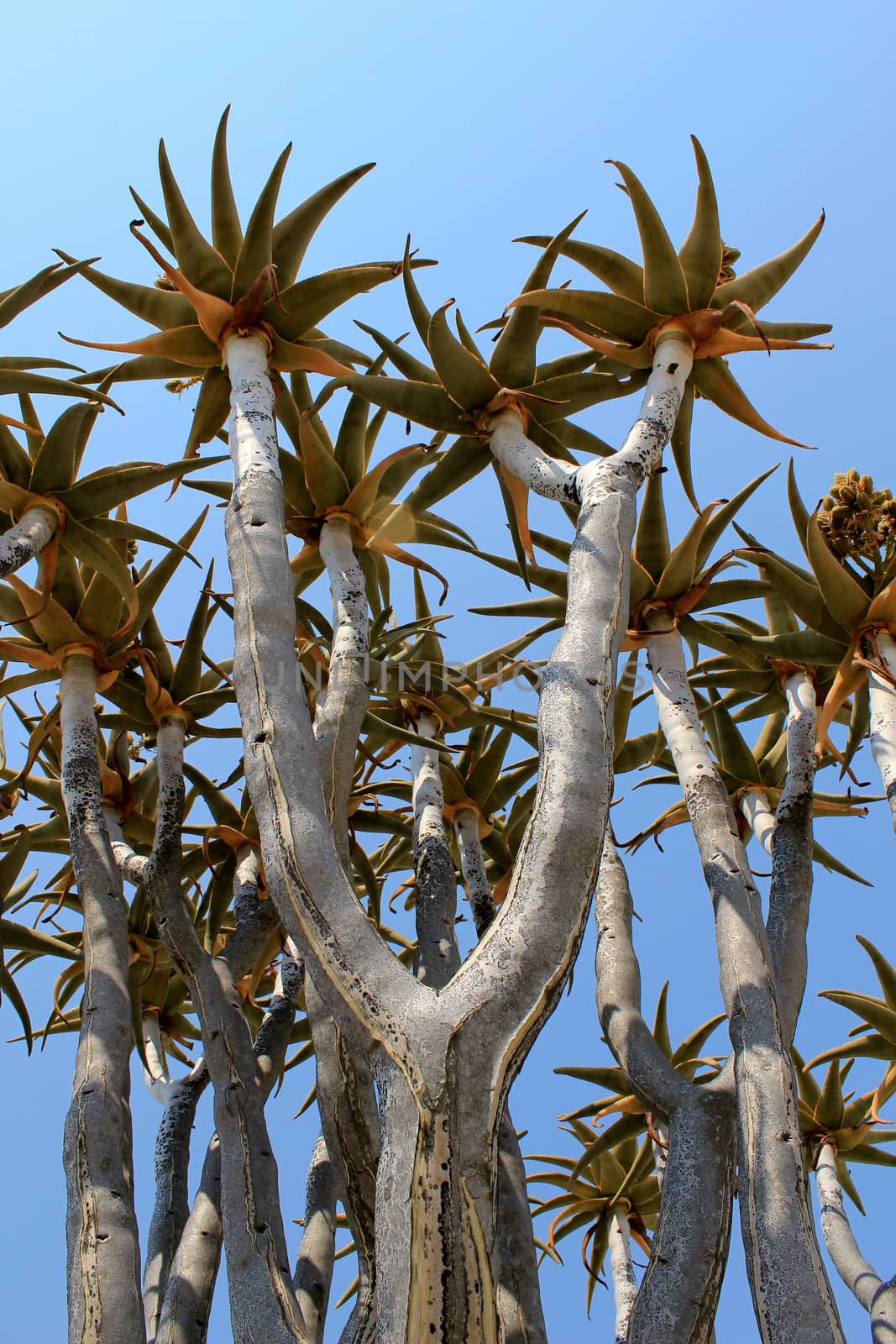 Quiver tree (Aloe dichotoma) tipical in the Namib desert landscape. Namibia