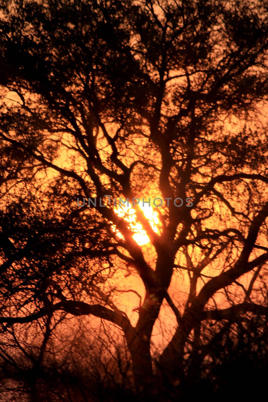 Sunset in Etosha Natural Reserve Wild Park, Namibia