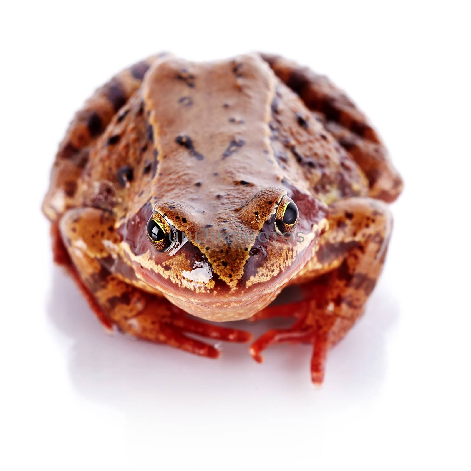 European common frog by Azaliya